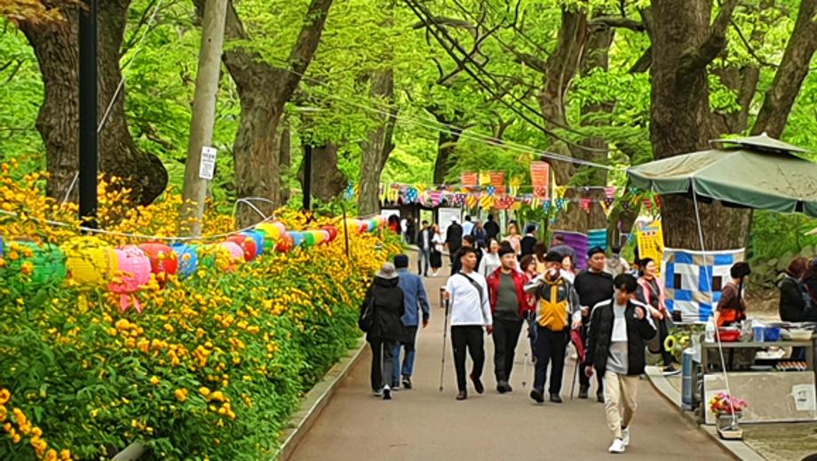 2024 갑사 황매화 축제4